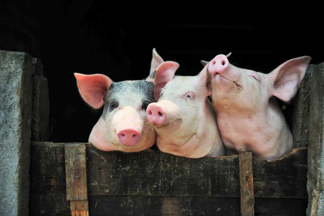 中国养猪业需要“鲶鱼效应”