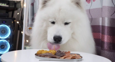 “大胃王”转做宠物吃播短视频：继续吃播带货？
