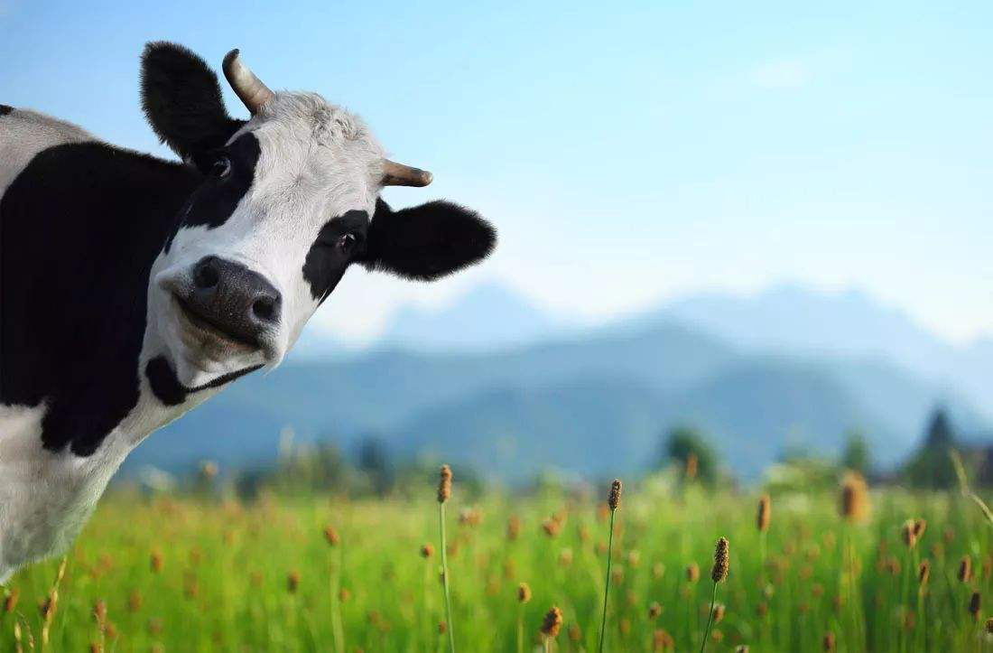优然牧业赴港IPO，是“奶源大战”再升级的前兆？