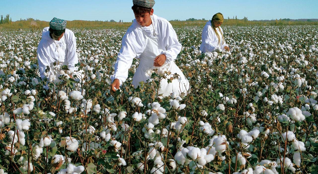 当全球经济失去中国“新疆棉”