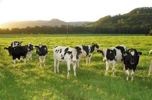 除了“卖奶”给伊利，“乳业上游第一股”优然牧业还有什么盼头？