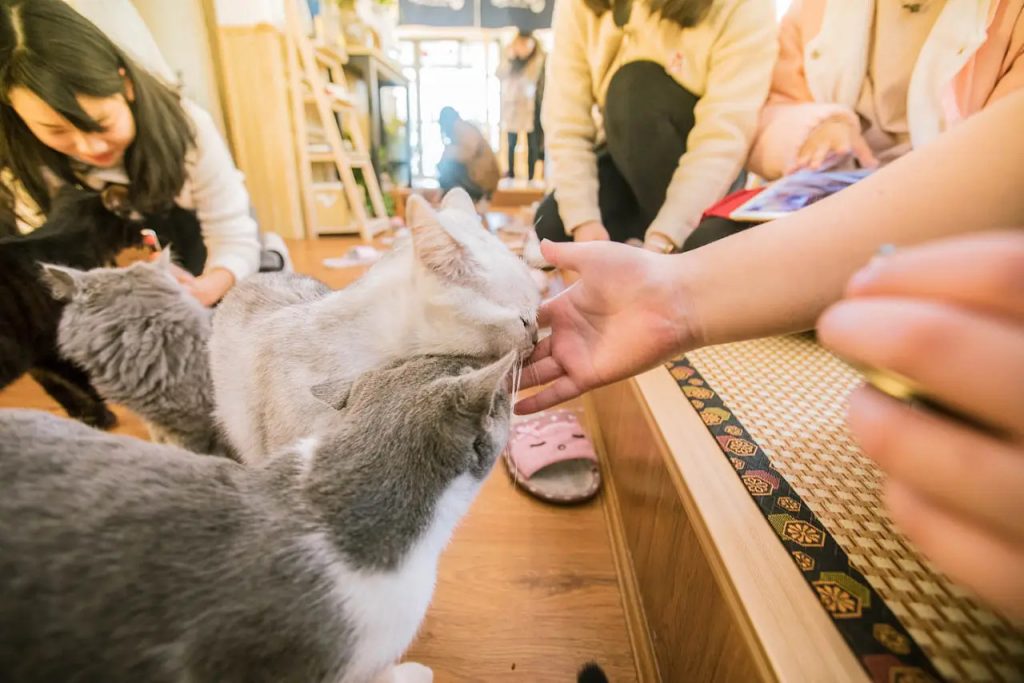 “小确幸经济”破灭，从猫咖开始