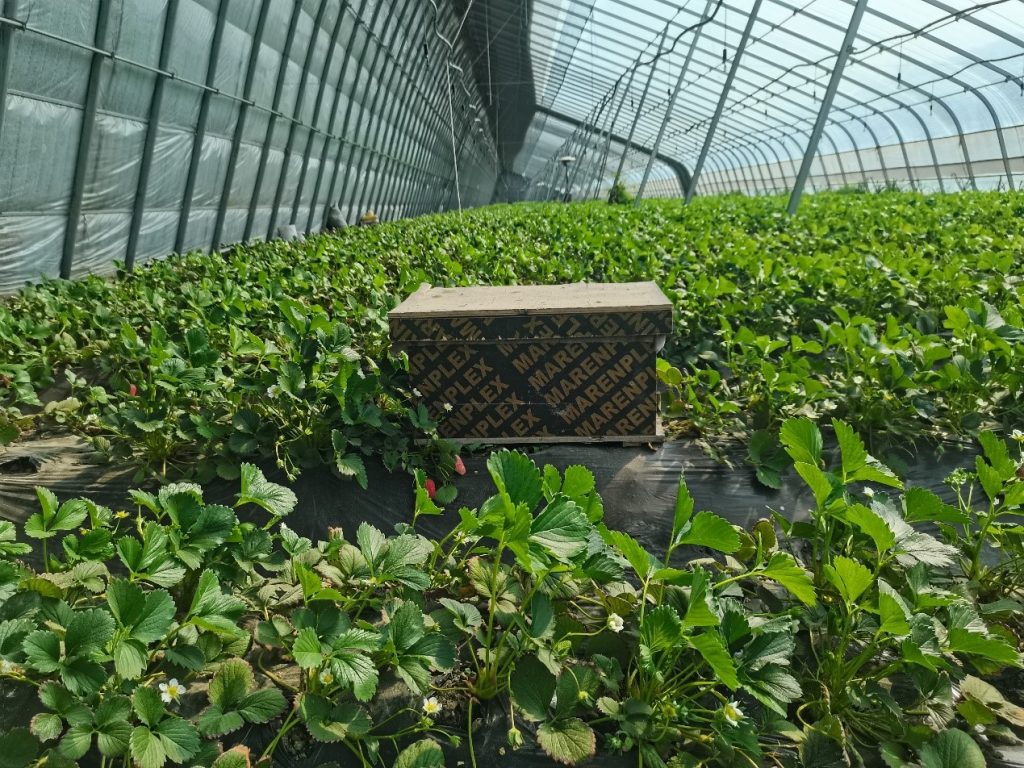 济南首个盒马村成立，连接486个品种超大草莓基因库