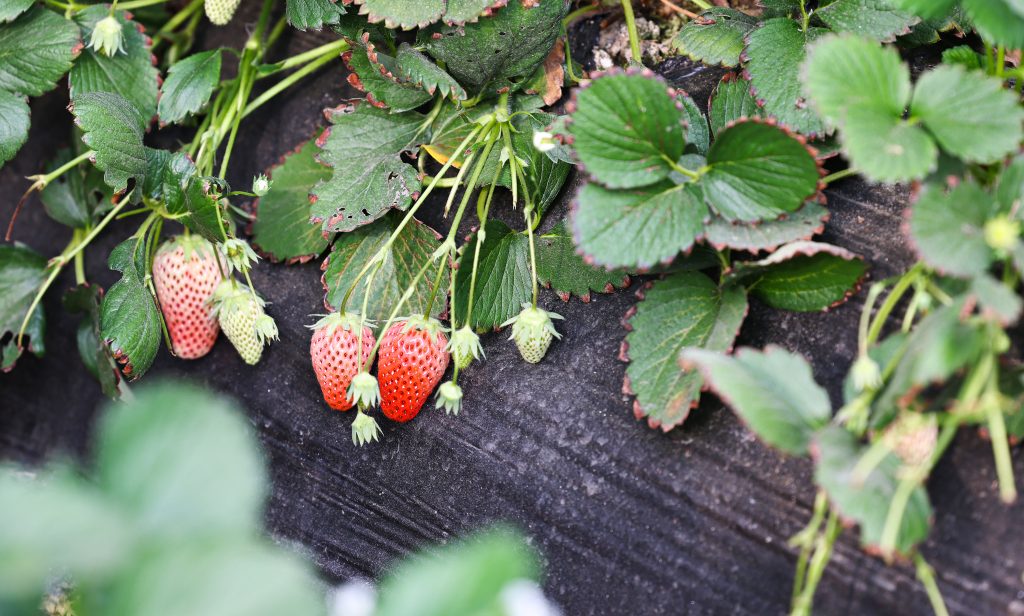 济南首个盒马村成立，连接486个品种超大草莓基因库