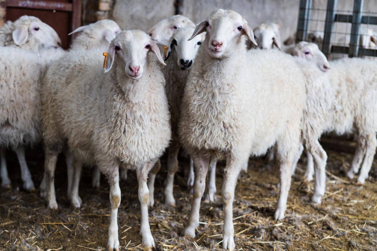羊肉产业没有“领头羊”